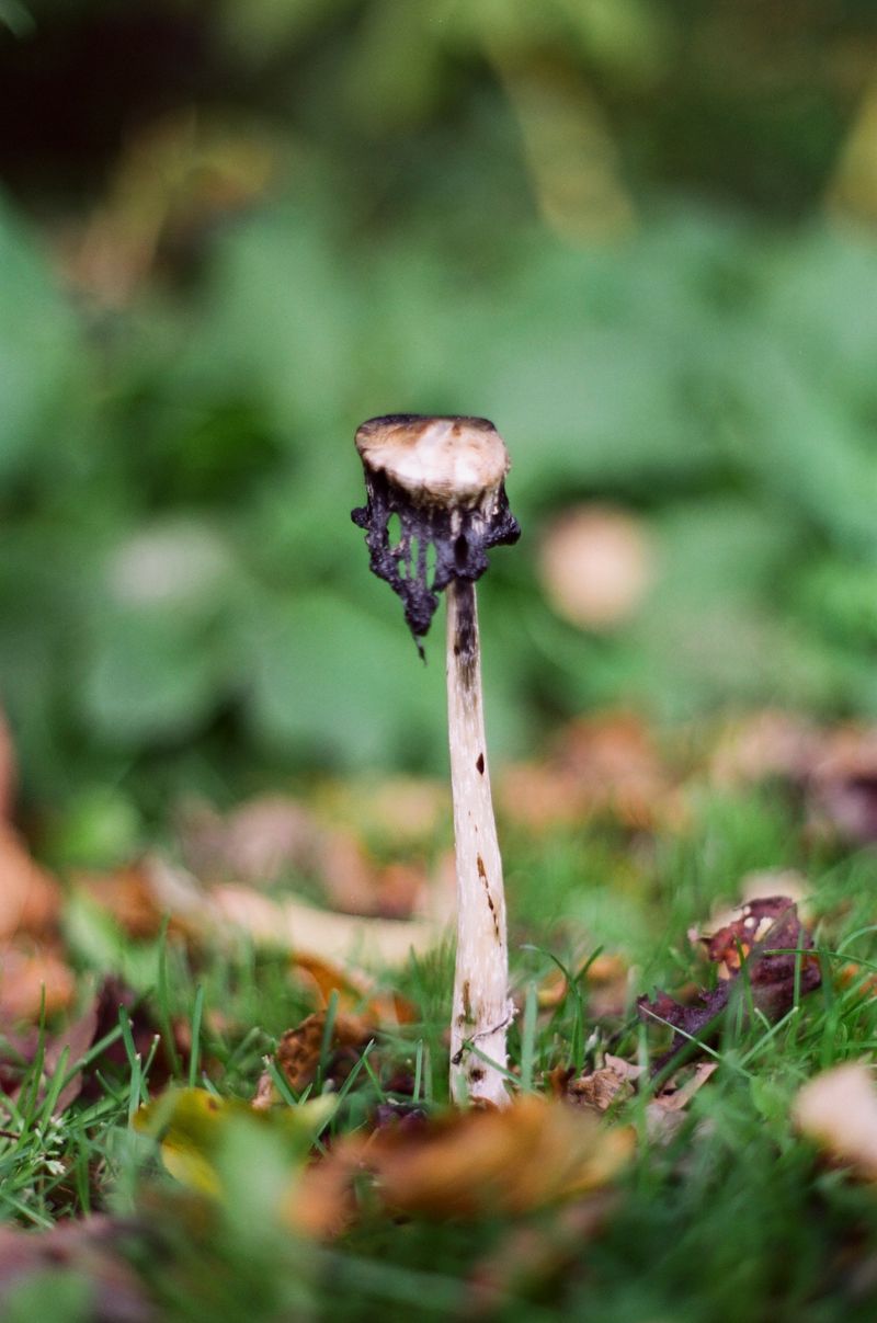 © Chris Lee - Image from the Willow photography project