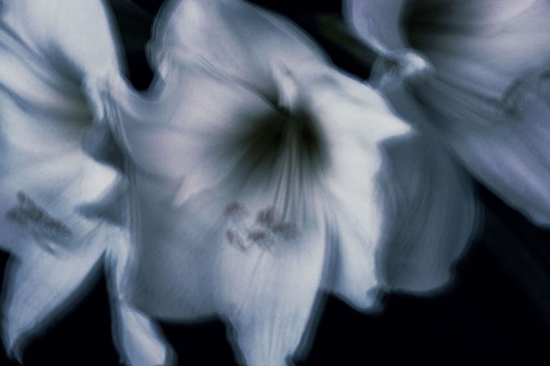 © Daniela Dib - Image from the “When the Dream Meets Blue” photography project
