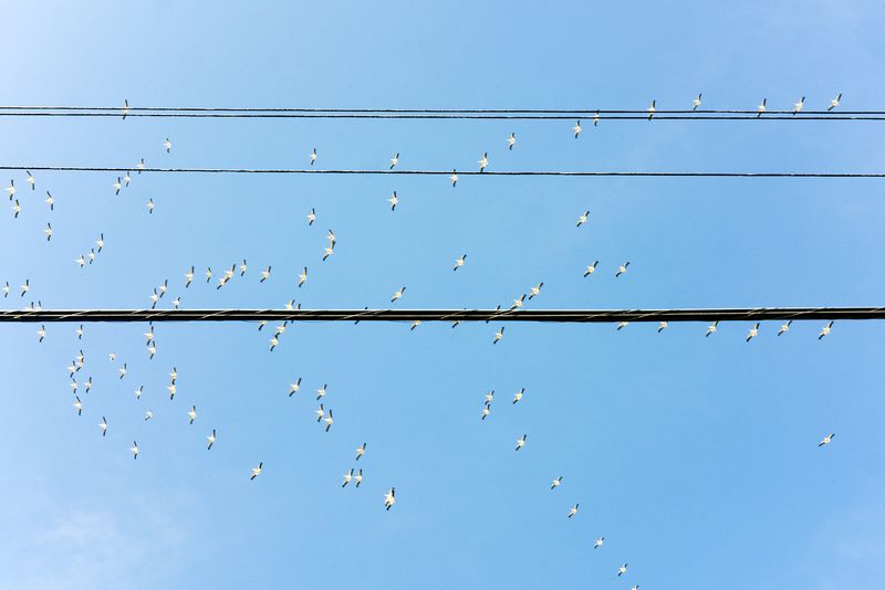 © Johanna Warwick - Pelicans
