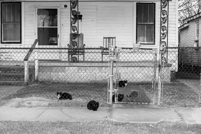 © Johanna Warwick - Mr.E's Cats