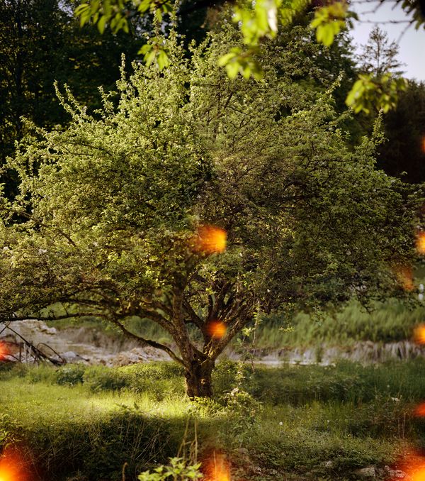 © Olivia Phare - Tree of Knowledge, 2022 // 4x5 Film Photograph (composite of 5)