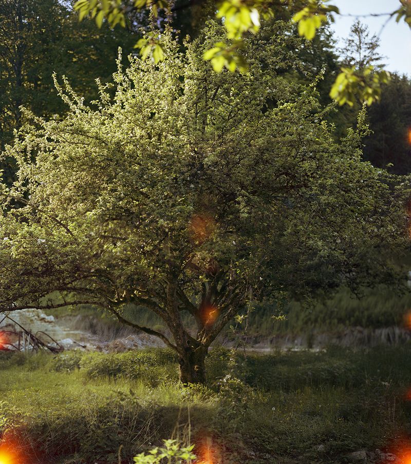 © Olivia Phare - Forbidden Tree, 2022 // Photo Composite of five 4x5 Kodak Portra 160 stills