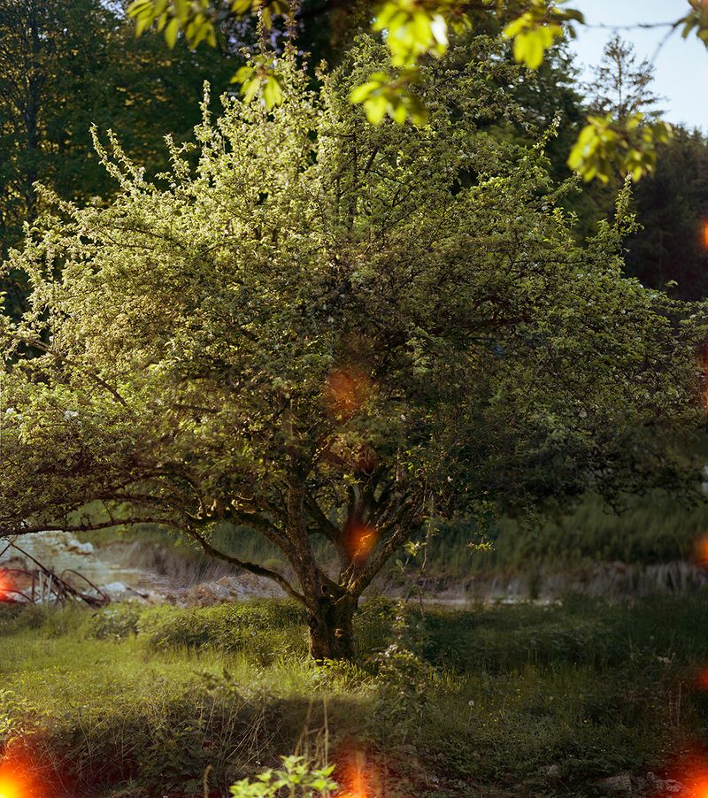 © Olivia Phare - Forbidden Tree, 2022 // Photo Composite of five 4x5 Kodak Portra 160 stills