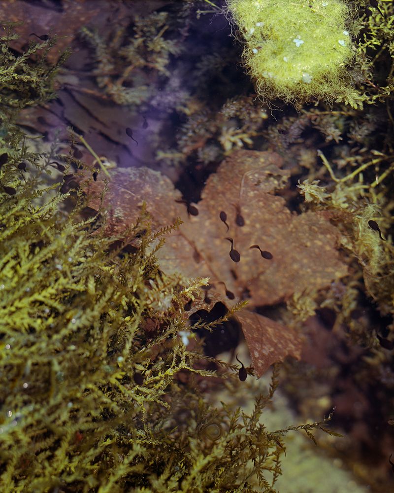 © Olivia Phare - Origins, 2022 // 4x5 Kodak Portra, 160