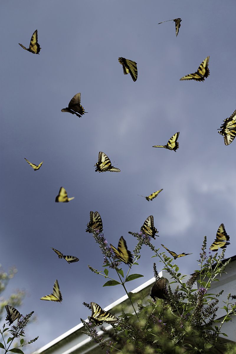 © Olivia Phare - Is It Still True (If It Didn't Happen)?, 2019 // Digital Collage