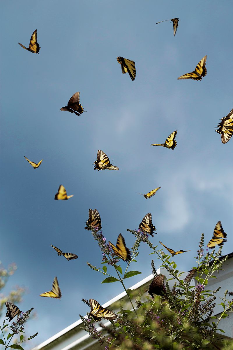 © Olivia Phare - Is It Still True (If It Didn't Happen)?, 2019 // Digital Collage