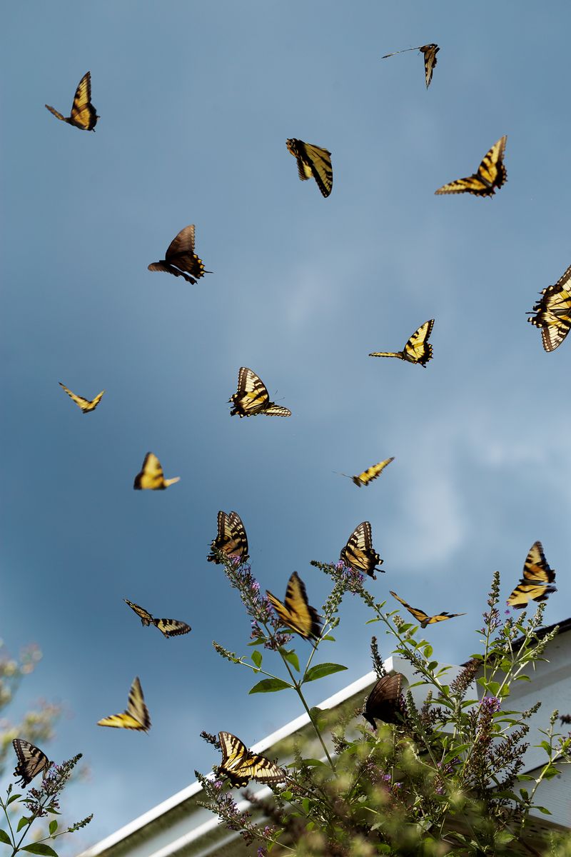 © Olivia Phare - Is It Still True (If It Didn't Happen)) // Digital Collage