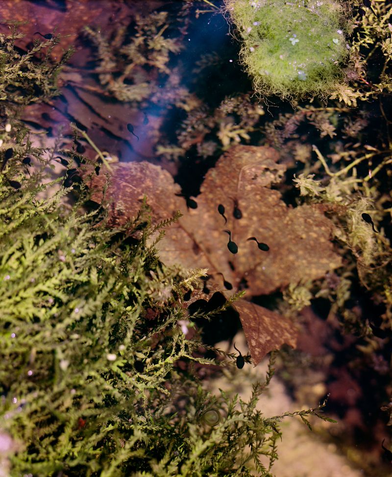 © Olivia Phare - Origins, 2022 // 4x5 Film Photograph