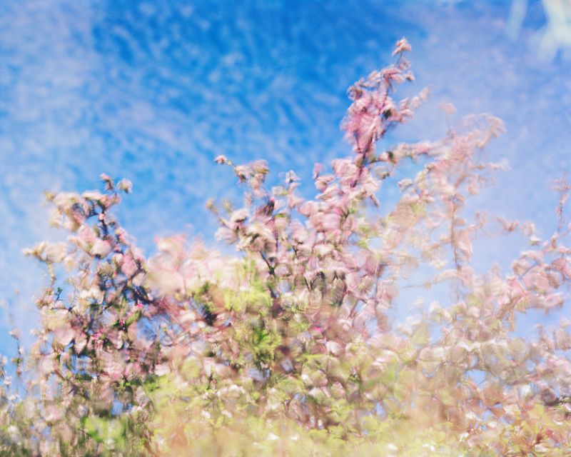 © Olivia Phare - Apple Tree In Bloom, 2020 // 4x5 Film Photograph