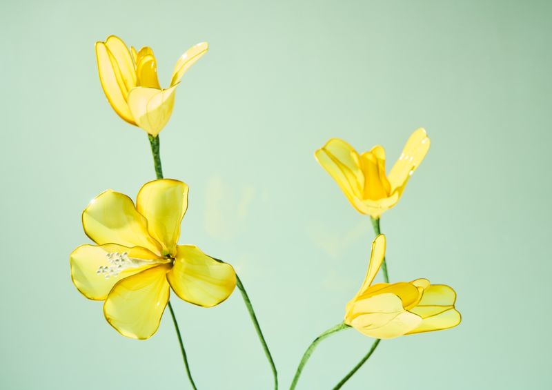 © Kohei Kawatani - Image from the American Flower photography project