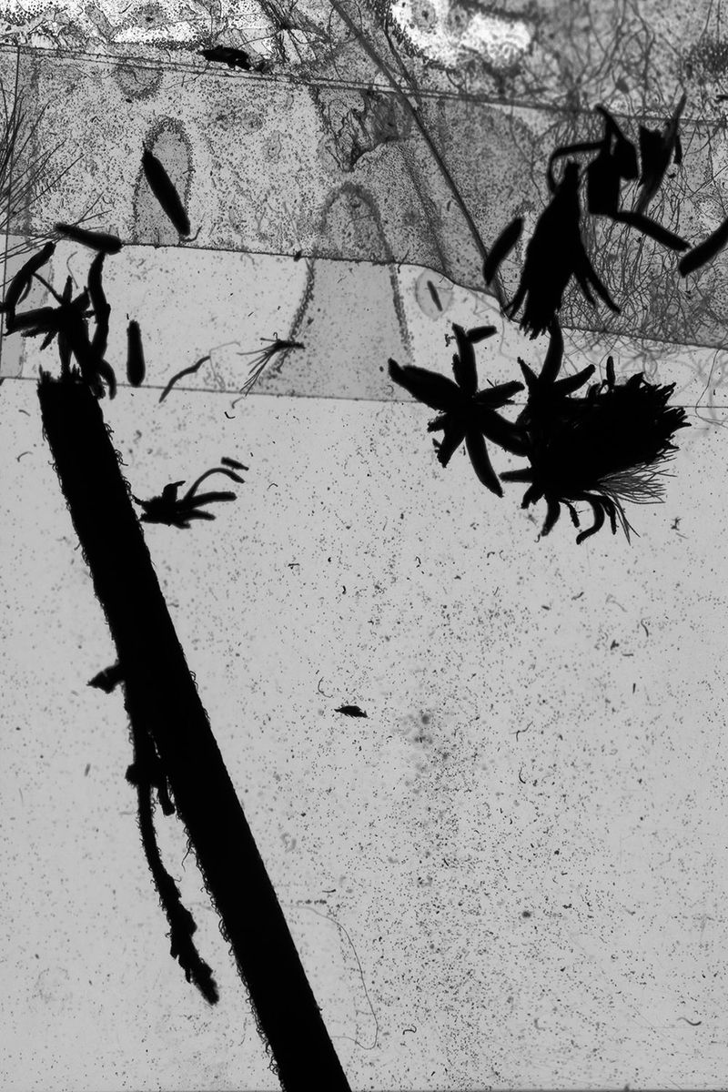 © lise saxtrup - Image from the I don't think you were the same all the time and now I wonder - was I photography project