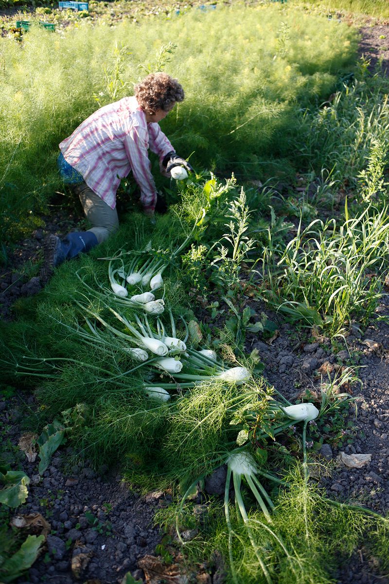 © Elsbeth Tijssen - Image from the Venusian Kitchen photography project
