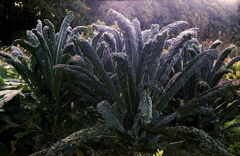 © Elsbeth Tijssen - Image from the Venusian Kitchen photography project