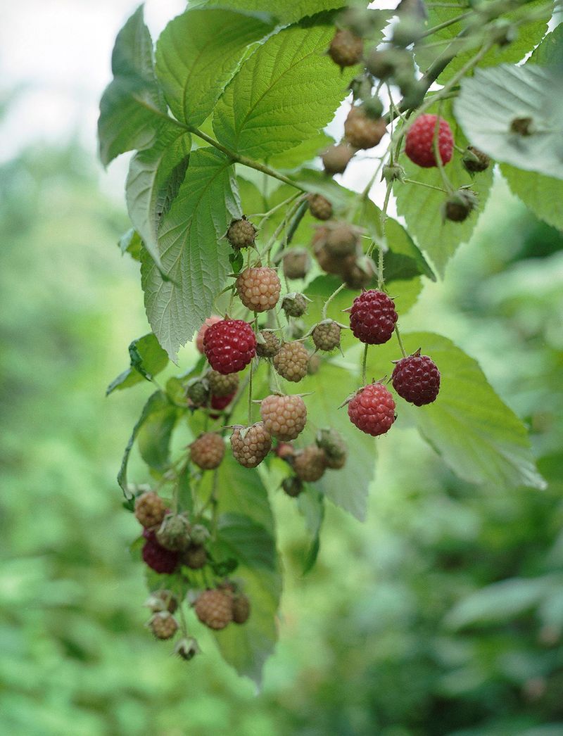 © Elsbeth Tijssen - Image from the Venusian Kitchen photography project