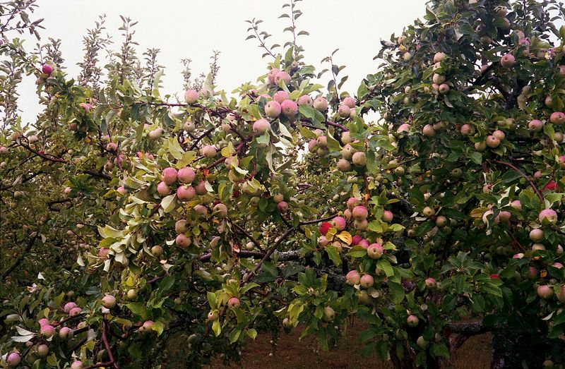 © Elsbeth Tijssen - Image from the Venusian Kitchen photography project