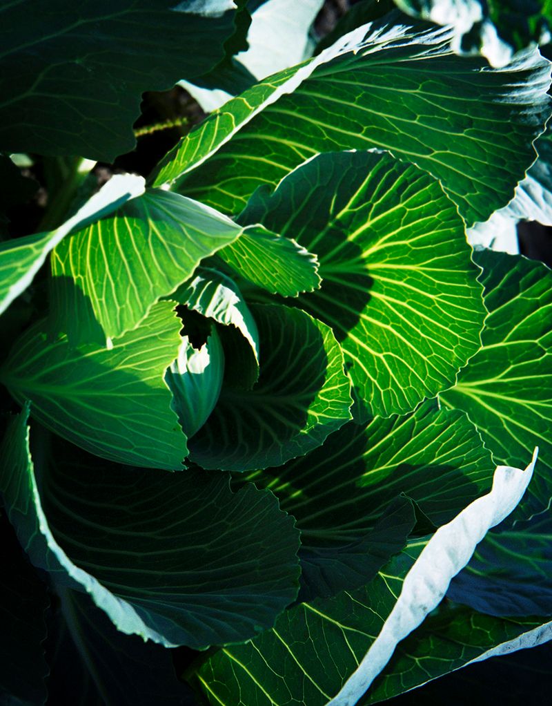 © Elsbeth Tijssen - Image from the Venusian Kitchen photography project