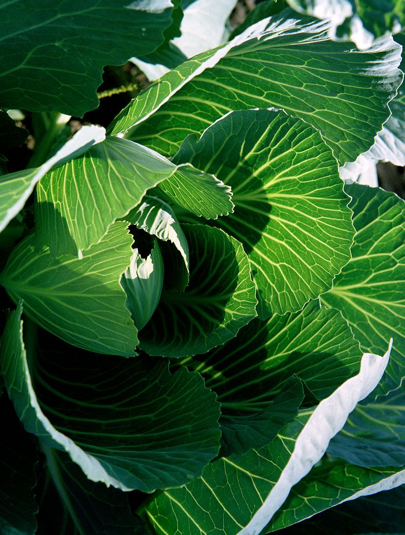 © Elsbeth Tijssen - Brabant, The Netherlands 2017. Rul 21.