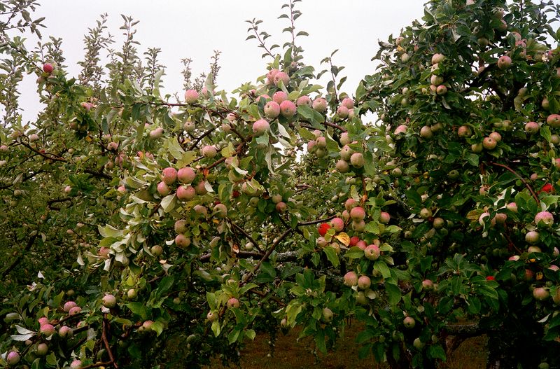 © Elsbeth Tijssen - Stockholm, Sweden 2018. Rosenhill 01