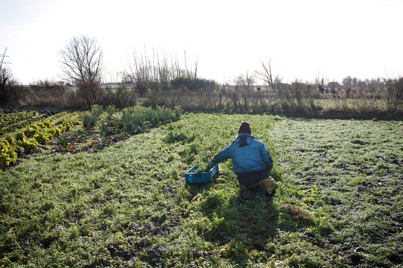 © Elsbeth Tijssen - Beemster, The Netherlands 2019. Winter 01.
