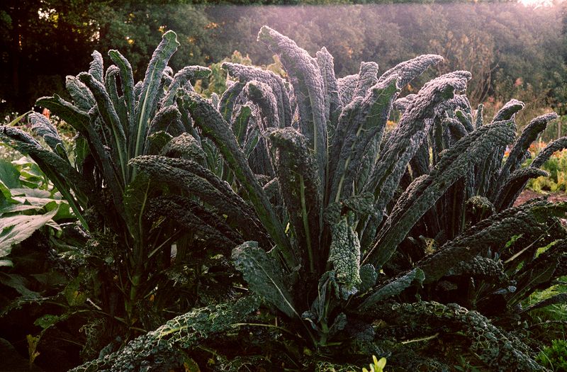 © Elsbeth Tijssen - Bussum, The Netherlands 2017. Lacinato kale.