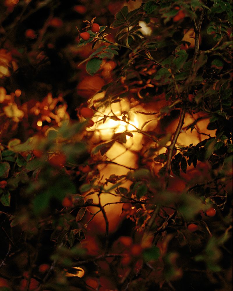 © Emily Graham - Sun, 2018.