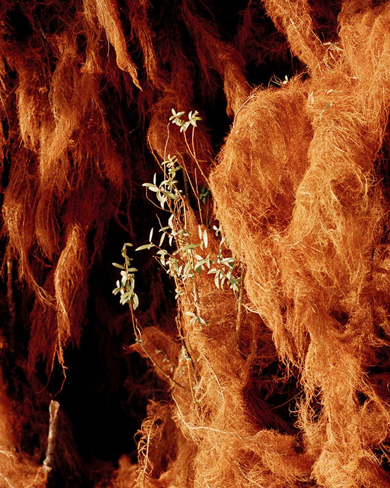 © Emily Graham - Appear, 2018.