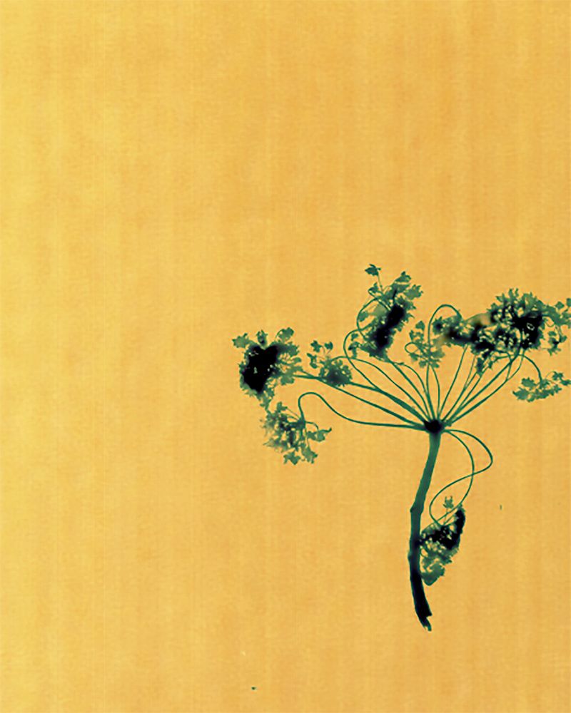 © Emily Graham - Image from the The Palace (working title) photography project