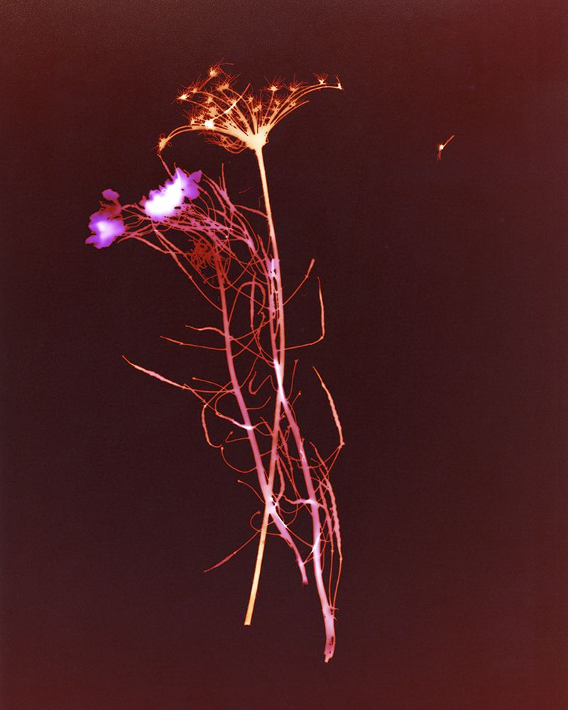© Emily Graham - Image from the The Palace (or, Future Archeologies) photography project