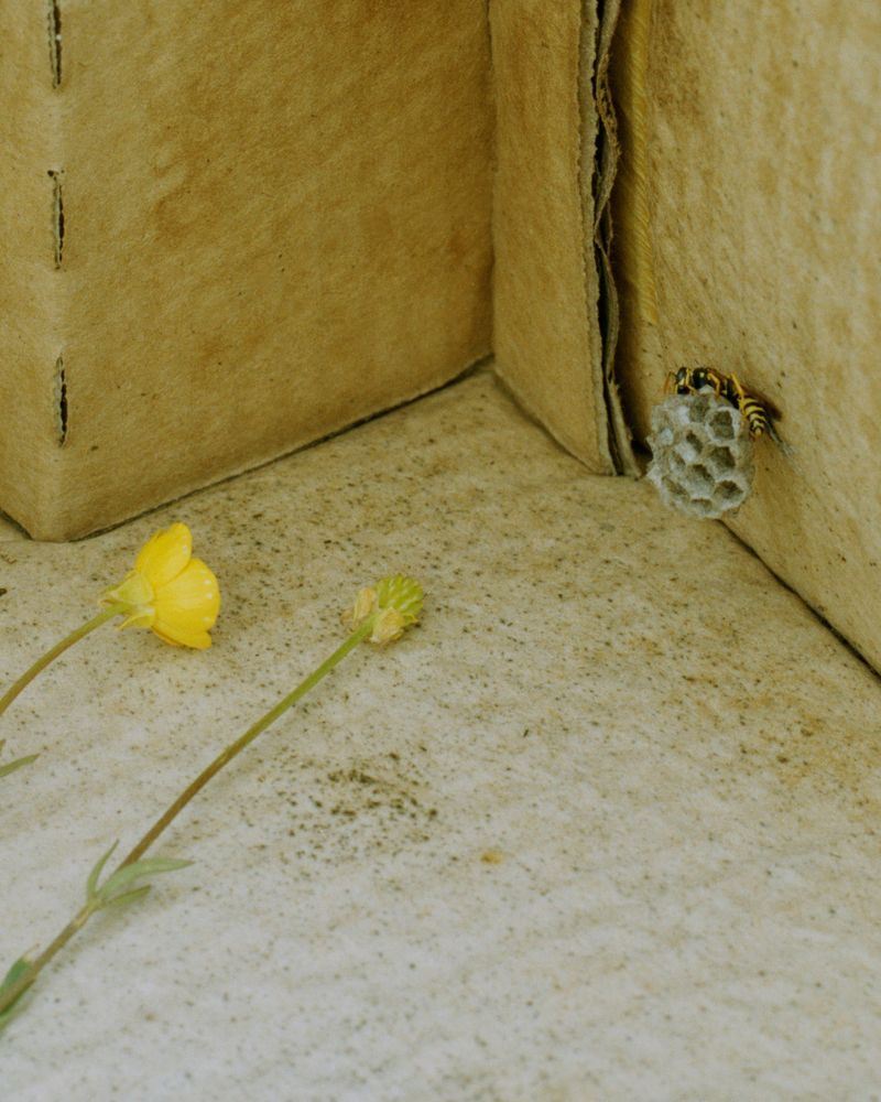 © Emily Graham - Bee, Cardboard, Buttercup, 2019.