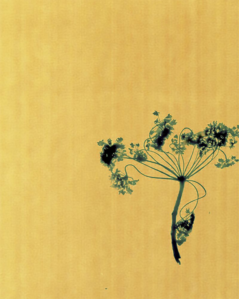 © Emily Graham - Canola flower, 2019.
