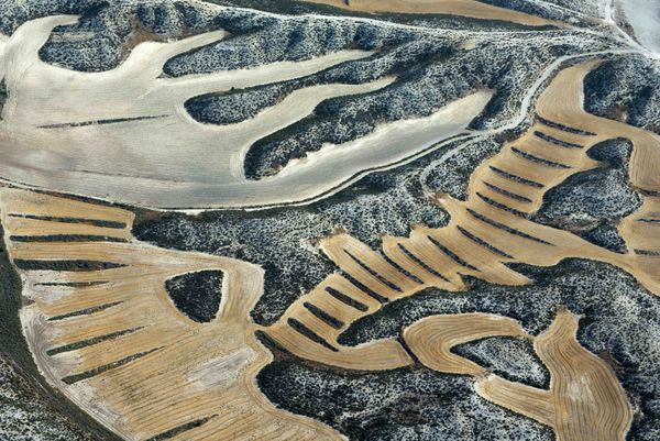 © Stefano Degli Esposti - Squid