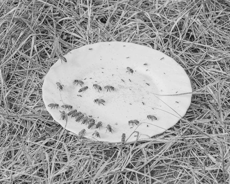 © Alessandro Truffa - Bee training - Studies on food harvesting