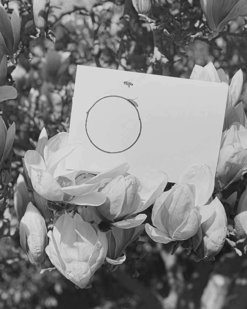 © Alessandro Truffa - Bee training - Studies on signal recognition