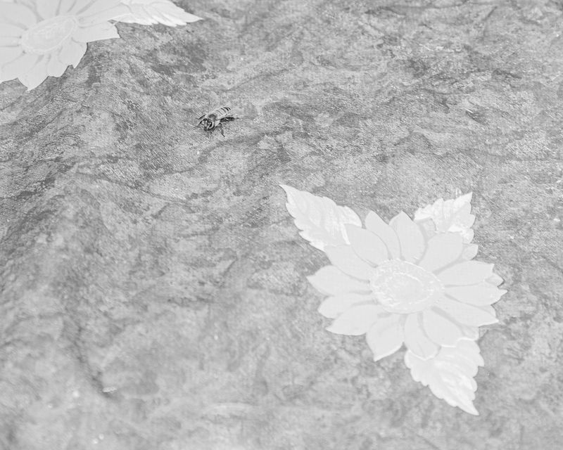© Alessandro Truffa - Bee training - Studies on the misunderstandings