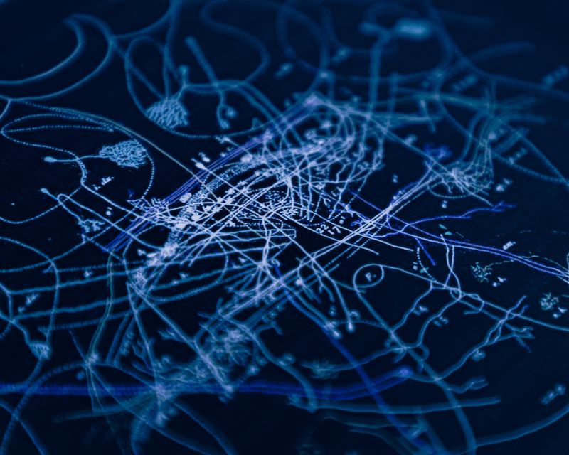 © Alessandro Truffa - Neural connections in the brain of bees