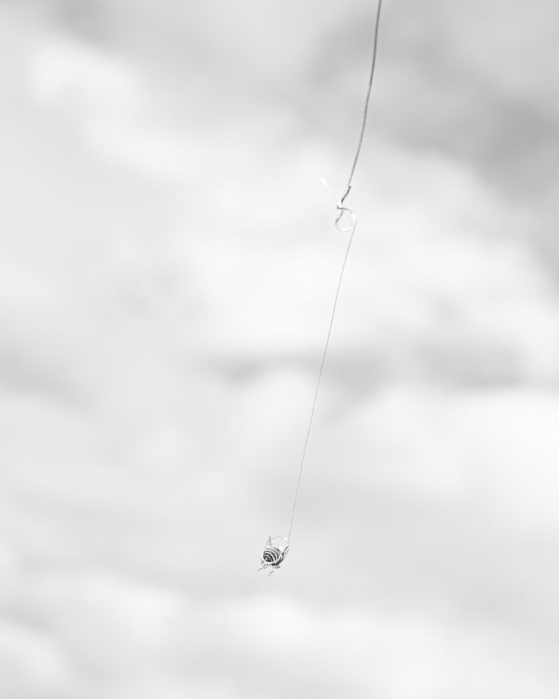 © Alessandro Truffa - Bee training - Studies on airflow reaction