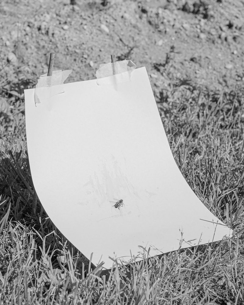 © Alessandro Truffa - Communication with bees – Studies on food harvesting