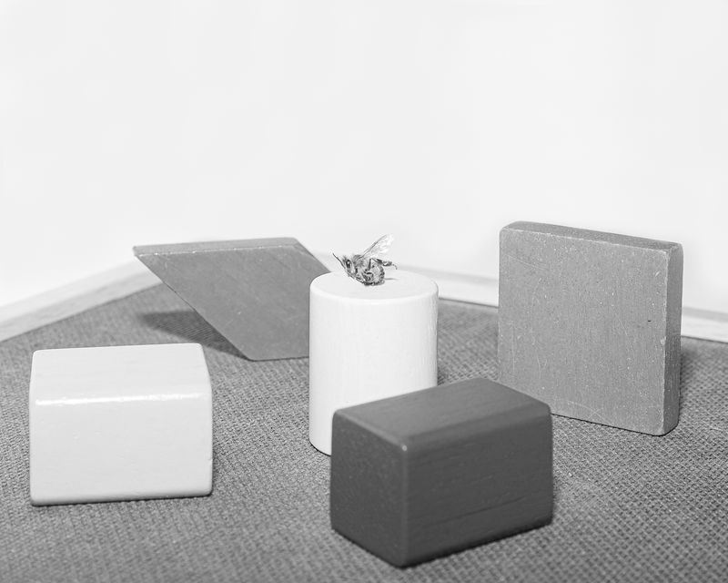 © Alessandro Truffa - Bee training - Studies on movement