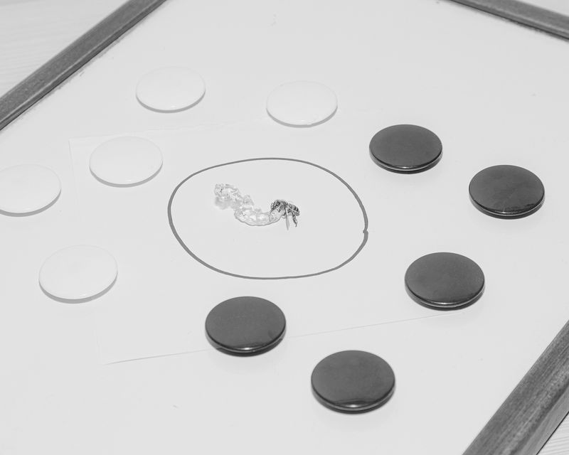 © Alessandro Truffa - Bee training - Studies on reaction to magnetic fields