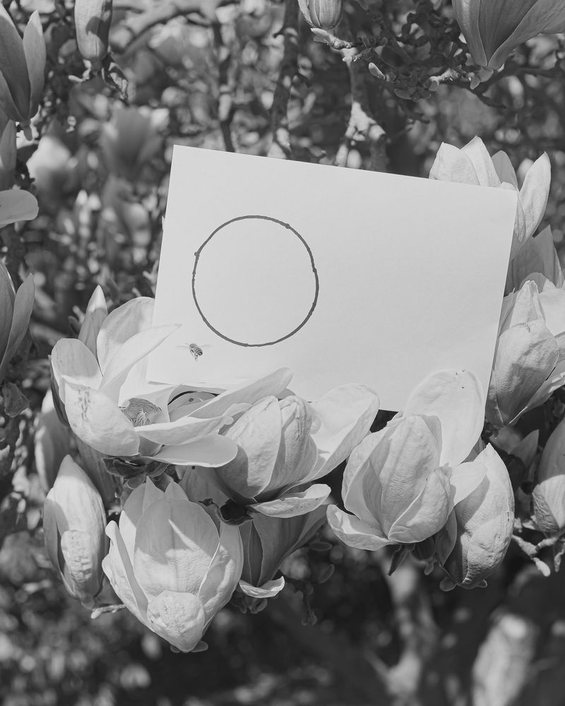 © Alessandro Truffa - Bee training - Studies on signal recognition