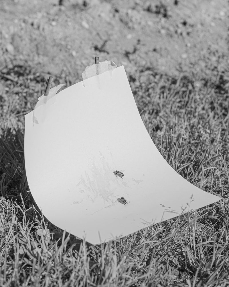 © Alessandro Truffa - Communication with bees – Studies on food harvesting