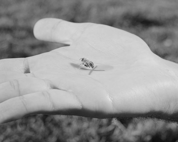 © Alessandro Truffa - Bee training - Studies on domestication
