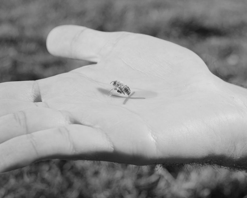 © Alessandro Truffa - Bee training - Studies on domestication