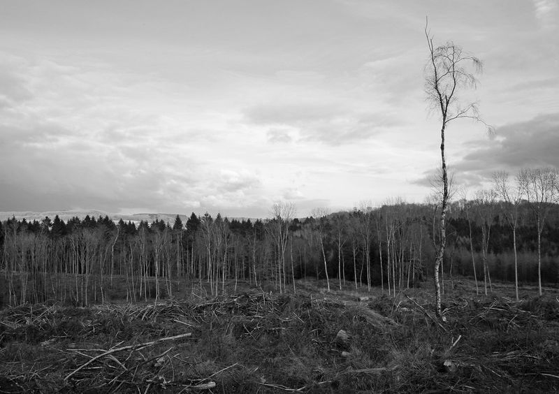 © Aisling Edwards - The Last Standing