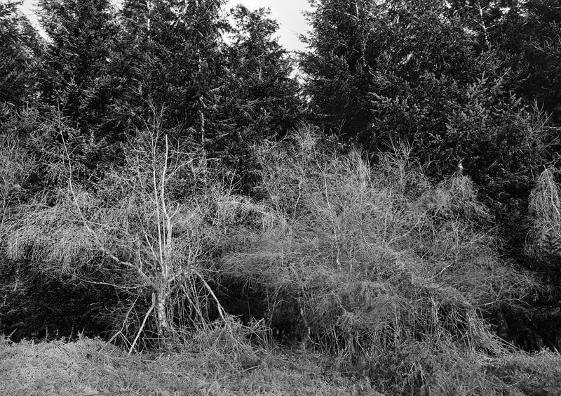 © Aisling Edwards - Untamed