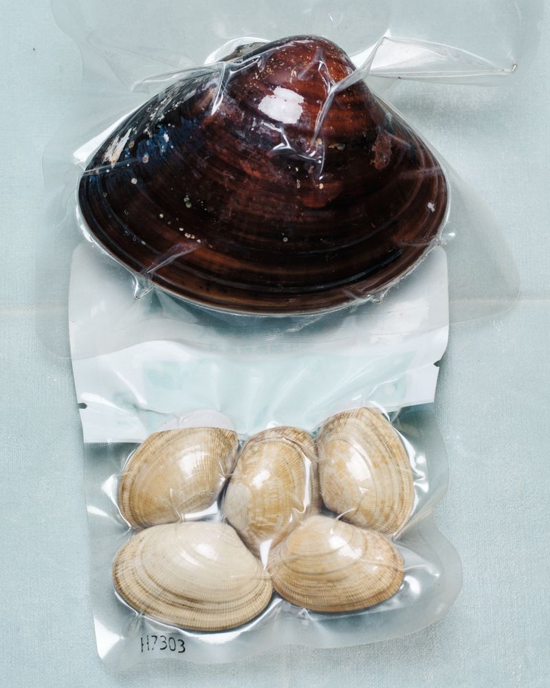 © Nikole Herriott - Shelf Stable Clams