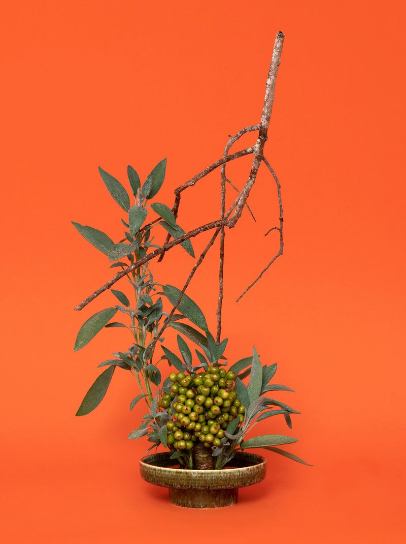 © Ann Shelton - The Sybil, Sage (Salvia sp.), 2020. Pigment print, 84 x 112 cm print size, 89 x 117 cm framed.