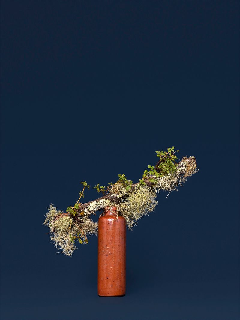 © Ann Shelton - The Witch, Pennyroyal (Mentha sp.), 2020. Pigment print, 84 x 112 cm print size, 89 x 117 cm framed.