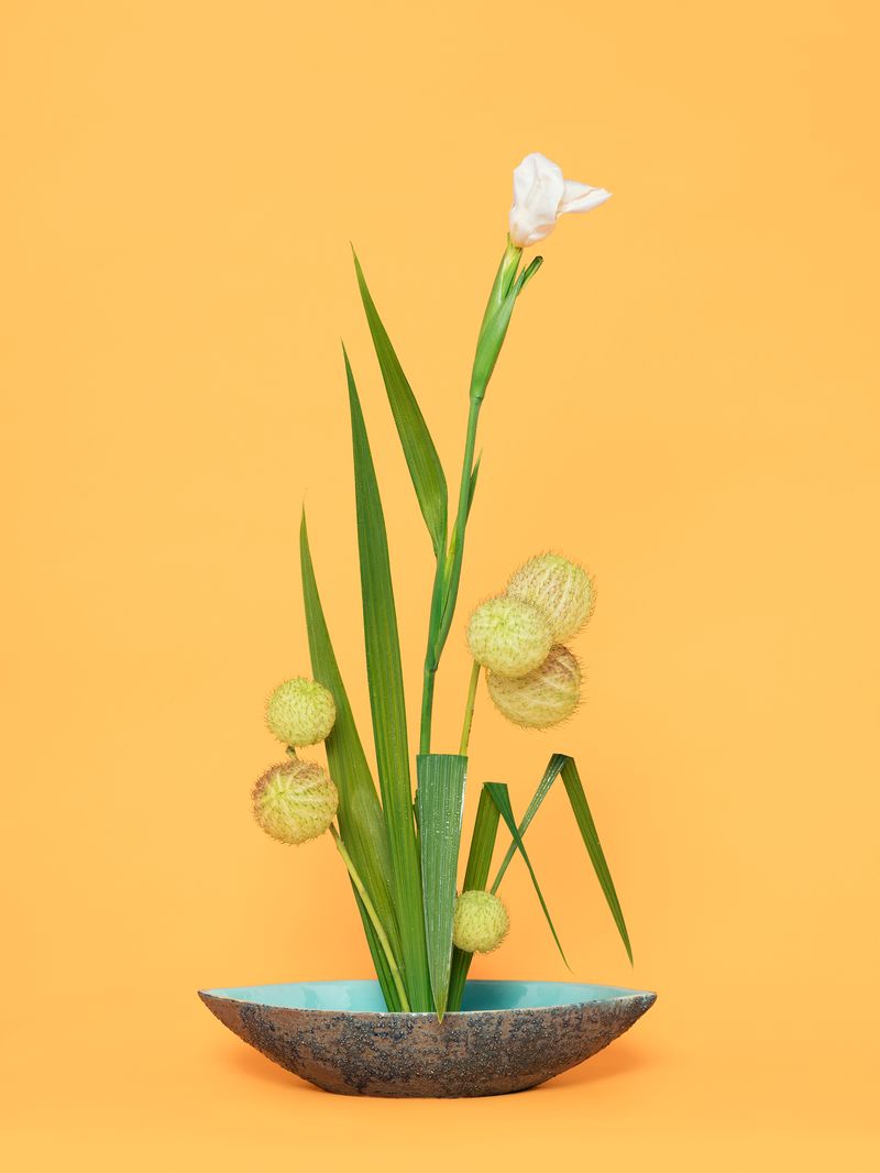 © Ann Shelton - The Super Model, Iris (Iridaceae sp.), 2020. Pigment print, 84 x 112 cm print size, 89 x 117 cm framed.