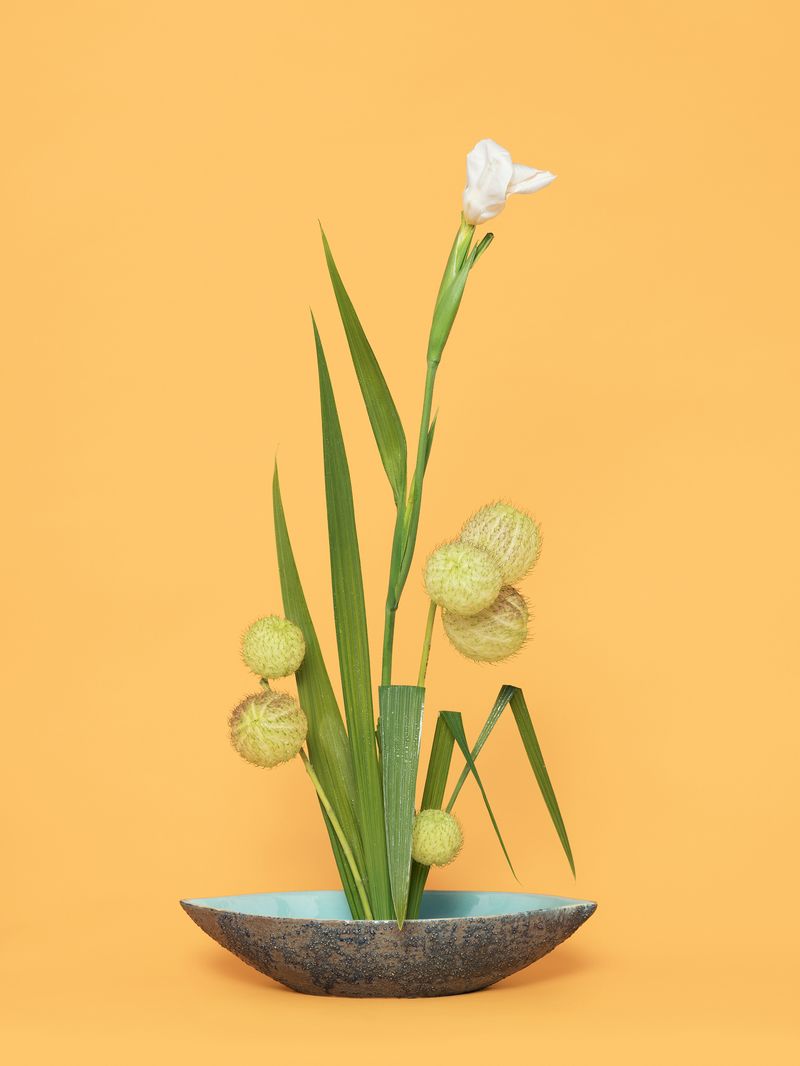 © Ann Shelton - The Super Model, Iris (Iridaceae sp.), 2020. Pigment print, 84 x 112 cm print size, 89 x 117 cm framed.